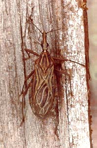 kissing bug